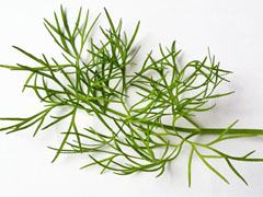 Dill utan blommor