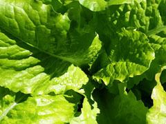 Isbergssallat blad