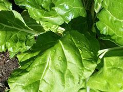 Mangold plantor