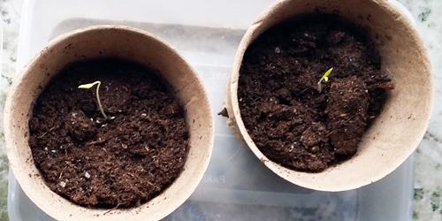 Tomatplantor skott